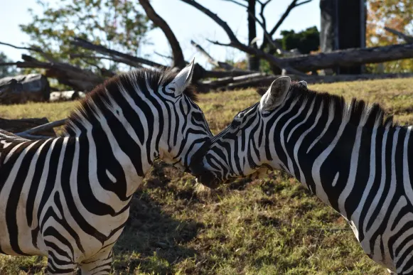 CrazyFox Kasino Tuki